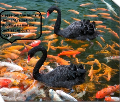 Black-Swan-Koi-Fish-16346
