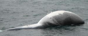 n-DEAD-FIN-WHALE-ALASKA-large570
