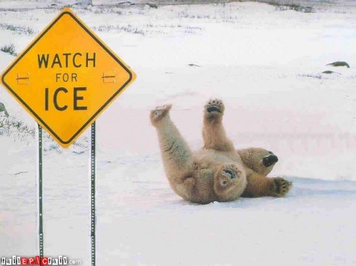 polar-bear-fail-theone-epic-fail-1292290294