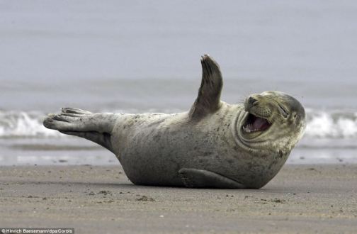 seal laughing