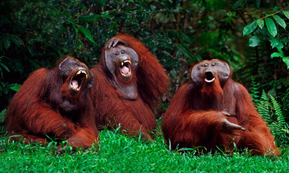 Orangutans Laughing