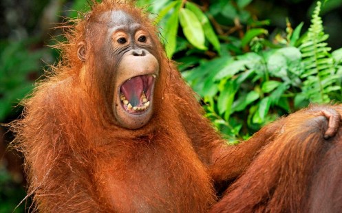 PIC BY THOMAS MARENT / ARDEA / CATERS NEWS - (PICTURED: A juvenile Borneo Orangutan in, Tanjung Puting National Park, Indonesia laughing) - These comical creatures are clearly up FUR a laugh in these sidesplitting images which show a variety of ecstatic animals enjoying a good old chuckle. The hilarious snaps, taken by a whole host of photographers from around the globe, prove life in the jungle is most definitely jolly, as creatures from an orangutan to a elephant seal are pictured mid-laugh. A cheery chimpanzee can be seen sporting a toothy grin as he enjoys life at Chimfunshi Wildlife Orphanage in Zambia. And a pot-bellied pig is clearly tickled pink at his home in Lower Saxony, Germany. In another image an Icelandic horse appears to crack up when he spots a photographers camera, while a chuckling cheetah creases up in Kenya. SEE CATERS COPY