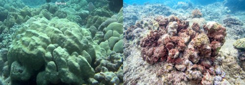 mound coral before and after