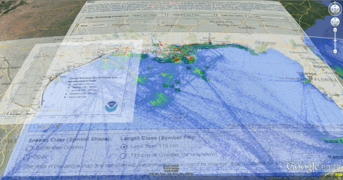 Gulf Cetacean Stranding