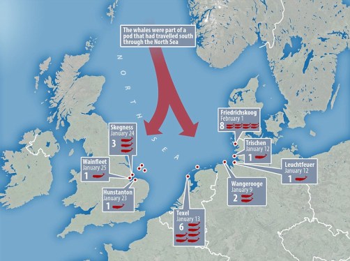 whales beached germany 1st feb