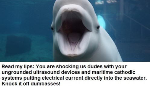 Juno, Beluga Whale, viewing window, Mystic Aquarium, Youngters, Whale, Expression, Captivity, Freedo