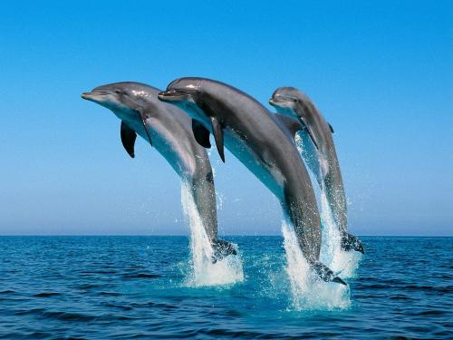 3-dolphins